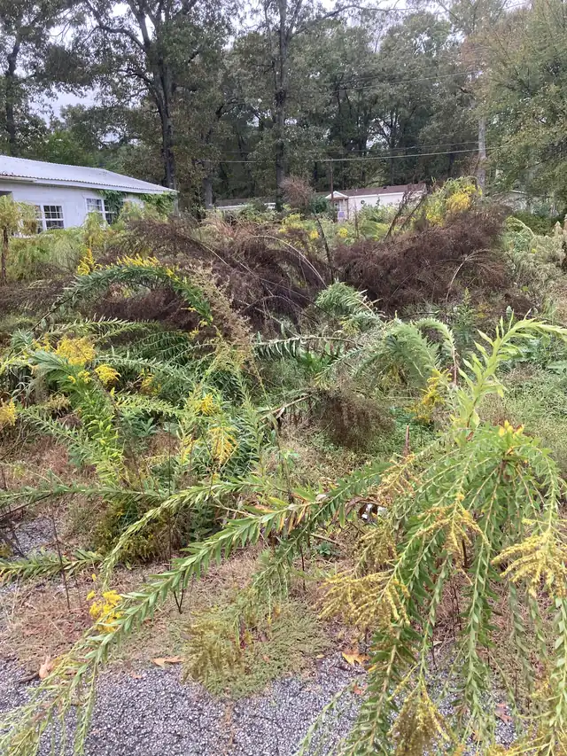 A lot overgrown with goldenrod and dead brush beside a gravel drive