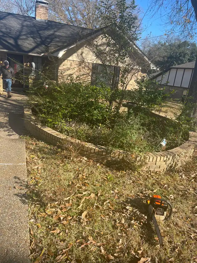 Overgrown bed with saplings and a chainsaw on the lawn before the cut